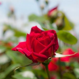 Meet your Posher, Immacula